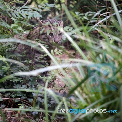 Fishing Cat (prionailurus Viverrinus) Stock Photo