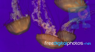 Five Beautiful Deadly Jellyfishes In The Sea Stock Photo