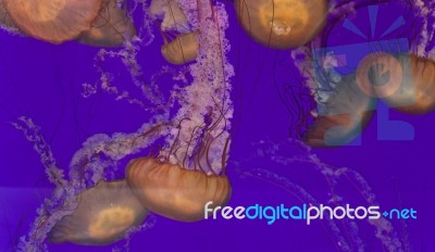 Five Beautiful Deadly Jellyfishes In The Sea Stock Photo