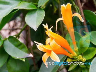 Flame Vine With Orange Trumpet Flowers Growing In Clusters In Ta… Stock Photo