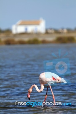 Flamingo Stock Photo
