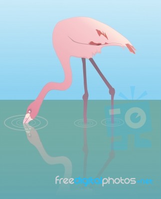 Flamingo Stock Image