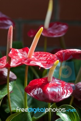 Flamingo Lily (anthurium) Stock Photo
