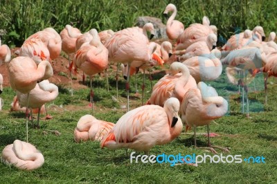 Flamingos Stock Photo