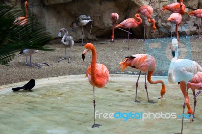 Flamingos Stock Photo