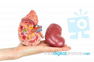 Flat Hand Showing Model Human Kidney Stock Photo