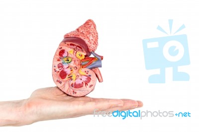 Flat Hand Showing Model With Inside Of Human Kidney Stock Photo