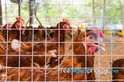 Flock Of Chickens In Cage. Close Up Stock Photo