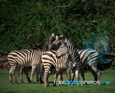 Flock Of Wild Zebra In Green Grass Field Stock Photo