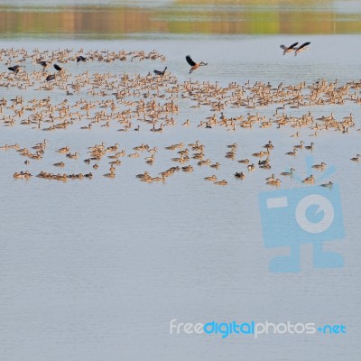 Flocks Of Whistling Ducks Stock Photo