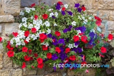 Floral Display Of Multicoloured Petunias Stock Photo