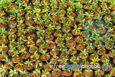 Flower Azalea Sprout Stock Photo