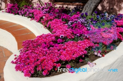 Flower Display In Porto Cervo Stock Photo