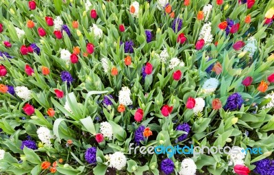 Flower Field With Various Flowers Stock Photo