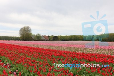 Flower Fields, Tulips, Keukenhof Gardens Stock Photo