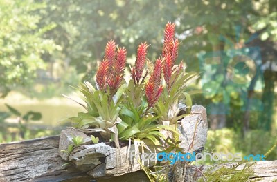 Flower In Garden Stock Photo