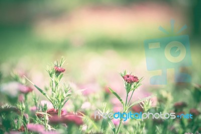 Flower In The Field Made With Vintage Tone Style Stock Photo