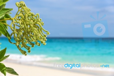 Flower Of Argusia Argentea, Sea As Background Stock Photo