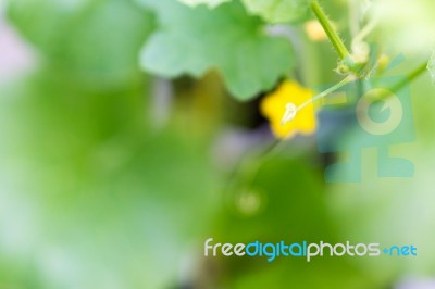 Flower Of Organic Agriculture Stock Photo