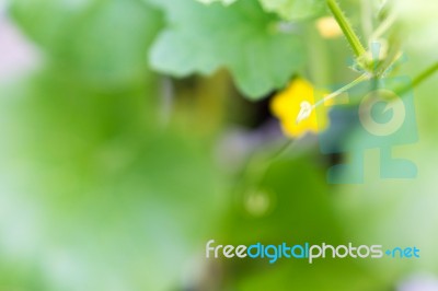 Flower Of Organic Agriculture Stock Photo