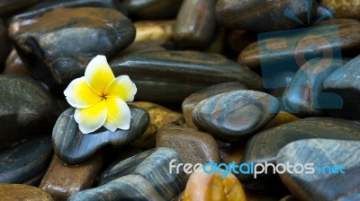 Flower On Rocks Stock Photo