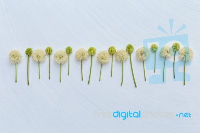 Flower On White Texture Background Stock Photo