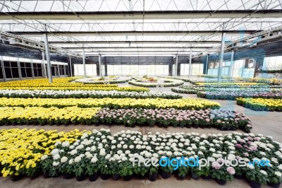 Flower Planting In Glass House Stock Photo
