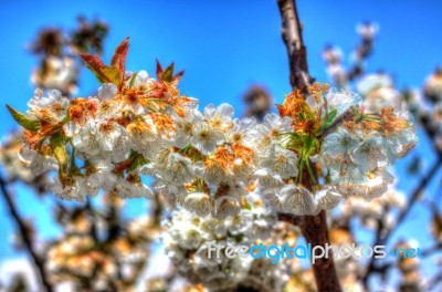 Flower  White  Blossom Spring Autumn Snow-like Cherry Stock Photo