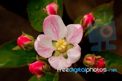 Flowering Apple Tree Stock Photo
