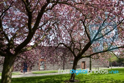 Flowering Cherry Trees Full With Blossom Stock Photo