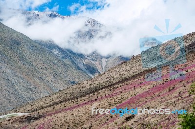 Flowering Desert (spanish: Desierto Florido) In The Chilean Atac… Stock Photo