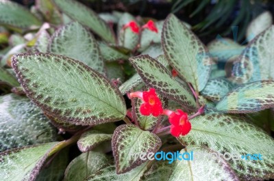 Flowering Episcia Reptans Stock Photo