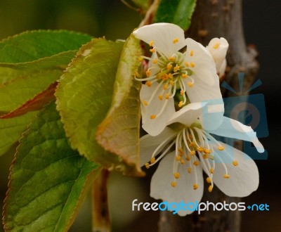 Flowering Lapins Cherry Tree Stock Photo