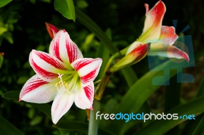 Flowering Lily In Summer In The Garden Stock Photo