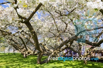 Flowering Trees With White Blossom In Spring Stock Photo