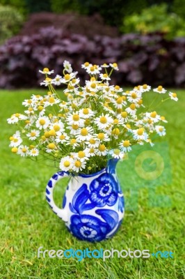 Flowering White Camomile On Blue Vase Outdoors Stock Photo