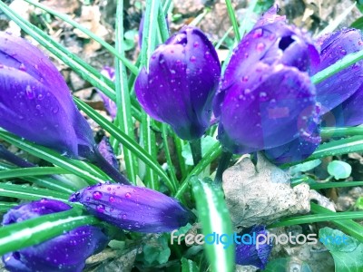Flowers Stock Photo