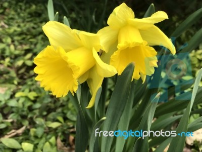 Flowers Stock Photo