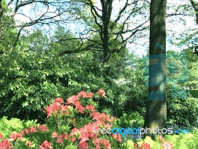 Flowers And Nature In The City Park Stock Photo Flowers And Nature In The City Park Stock Photo