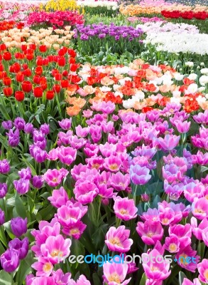 Flowers Field With Different Colored Tulips Stock Photo