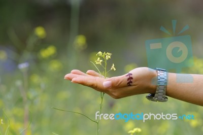 Flowers In A Woman's Hand In The Nature Stock Photo