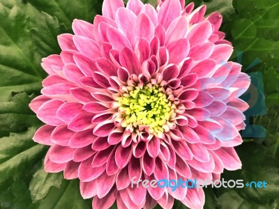 Flowers In The Garden Stock Photo Flowers In The Garden Stock Photo