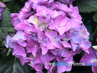 Flowers In The Garden Stock Photo Flowers In The Garden Stock Photo