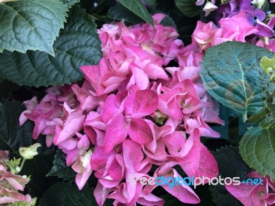 Flowers In The Garden Stock Photo