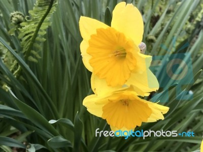 Flowers In The Garden Stock Photo