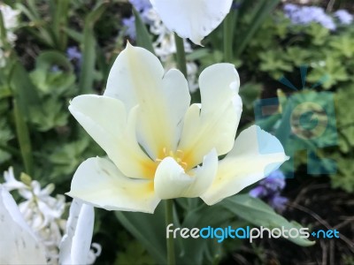 Flowers In The Garden  Stock Photo