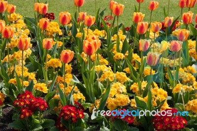 Flowers In The Gardens Near Bury St Edmunds Cathedral Stock Photo