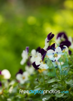 Flowers In The Small Garden, Blur Background Stock Photo