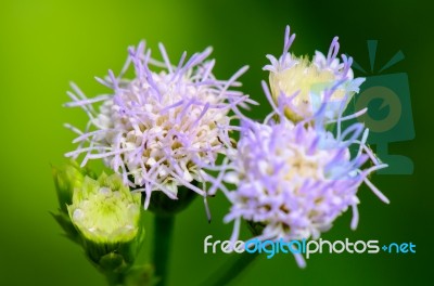 Flowers Of Billy Goat Weed ( Ageratum Conyzoides ) Stock Photo