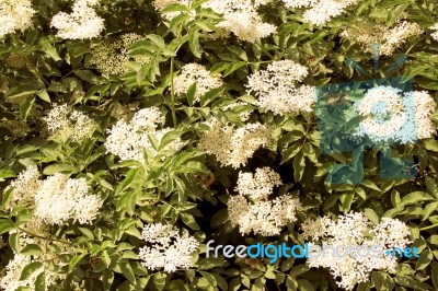 Flowers Of Sureau Stock Photo